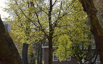 Conflict over bomen, takken en wortels | Bomenrecht